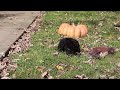 Cavapoo dogs for sale: Vince - Video 1