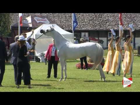 N.95 ESPANNJA AL JUSTICE - Ströhen 2016 B-Show - Fillies 3 years old (Class D)