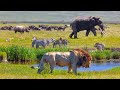 Lion Documentary - How Lions Hunt Their Prey | Wild Planet
