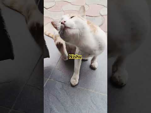Cat video # cut cat # nishu #funny cat #popular video#viral shorts #funny cat shorts#Popular shorts