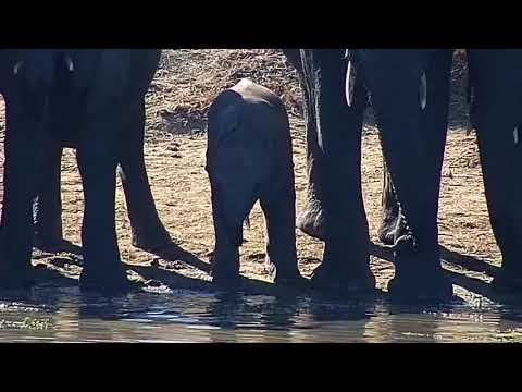 Djuma: Elephants with one small one - 09:25 - 06/30/21