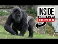 YTP Inside A Gorilla S Butt Edition