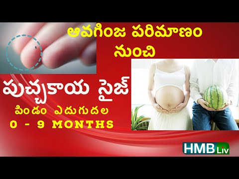 అమ్మ గర్భంలో ఆవగింజతో మొదలై పుచ్చకాయ పరిమాణం దాక పెరిగే బేబీ - pregnancy tips