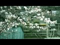 HAYASAKI YUUYA - AKAI SWEET PEA (SEIKO ...