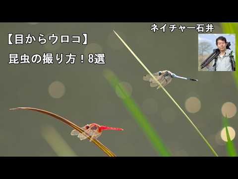 雌が卵を産んだ庭のディルで撮影されたアゲハの毛虫