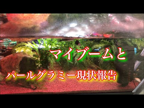 パールグラミーについて詳しく解説