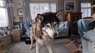 Sherpa The Husky High Fives and Thanks You