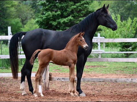 Versteeg - colt by Vilancio - June 14, 2023