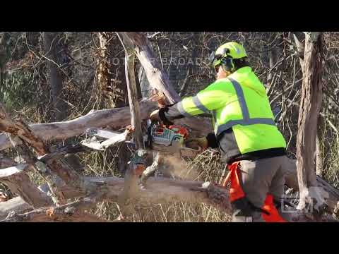 03-13-2022 Falmouth, MA - Tree Down On Roadway- High Winds - DPW Crew - Wind Advisory - Cape Cod