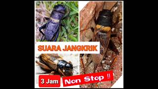 Download lagu Suara Jangkrik 3 jam Non Stop / Pengusìr Tikus / Masteran Burung / Pengantar Tidur / Cricket noises mp3