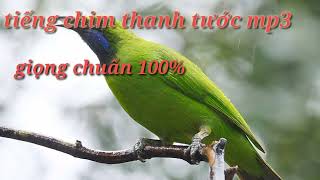 Download lagu tiếng chim thanh tước chuẩn 100% dùng để bay mp3 Download lagu tiếng chim thanh tước chuẩn 100% dùng để bay mp3
