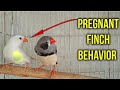 Pregnant finch Behavior | How to Identify a finch bird pregnant