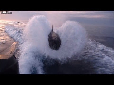 Wale jagen Motorboot