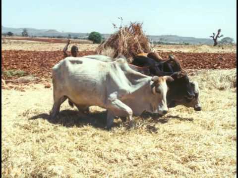 05  Crops, Cattle, Iron—Taming a Continent