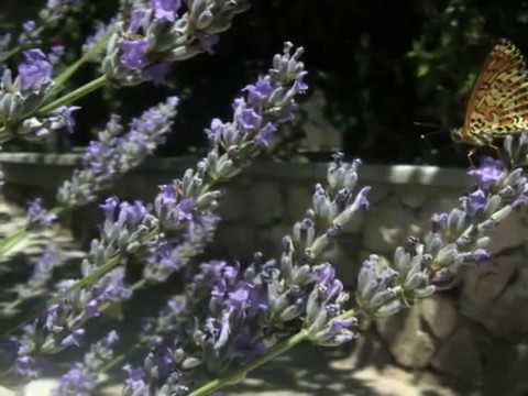 Livio Morosin & Dario Marušić - Deklica