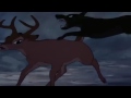 Bambi Dog Chase Fight
