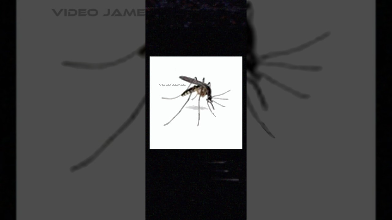 Diego🫡 #shorts #meme #voiceover #voiceactor #memes #relatable #mood #asmr #vibes #real #vo #va #bug