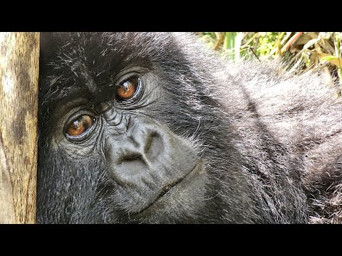 GORILLA TREKKING RWANDA - A CAPTIVATING ADVENTURE