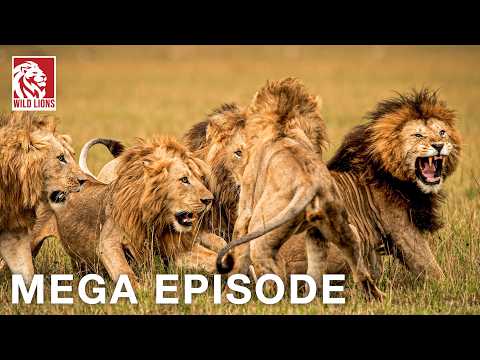 WILD LIONS: Survival Secrets In Africa (Full Episode) Wildlife documentary