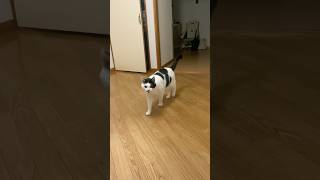 猫が最終的に入庫します。