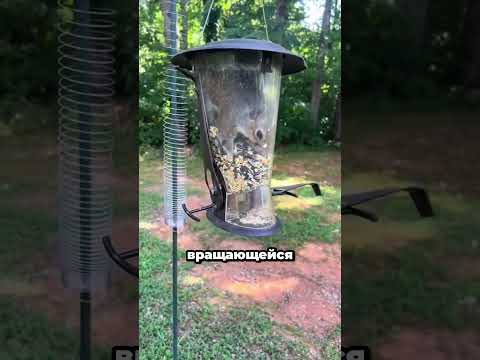 Как Остановить Белок, Которые Воруют Корм? 🐿️😲