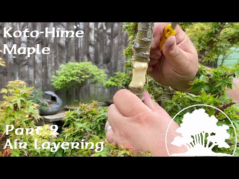 Creating Koto-Hime Bonsai from Nursery Stock (Part 2) - Greenwood Bonsai