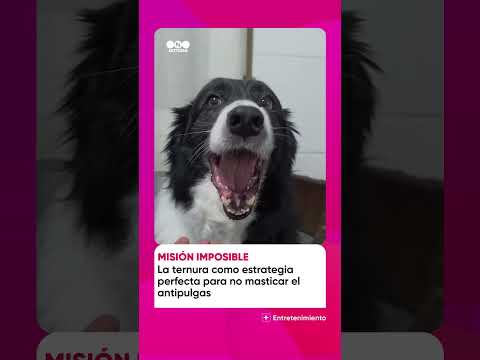 A esta perrita le dan el antipulgas de manera particular