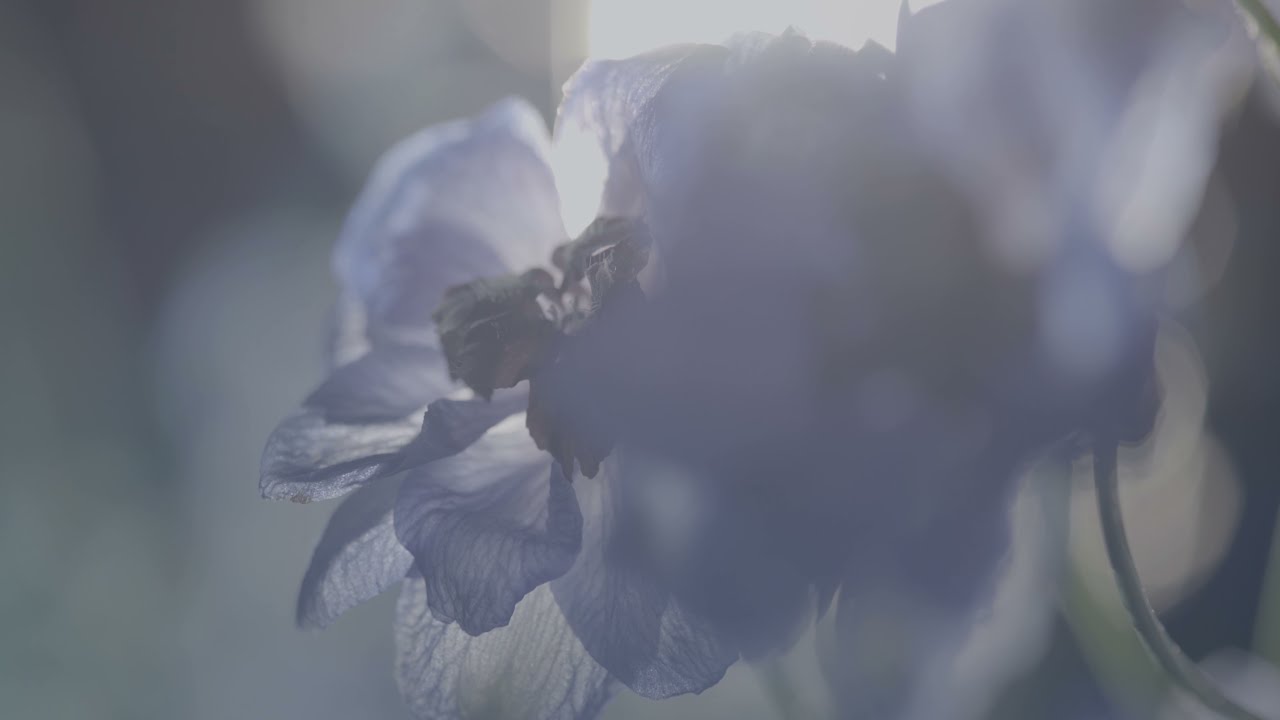 Bon Music Vision - Pantheon - 'Veritas' 4k - YouTube