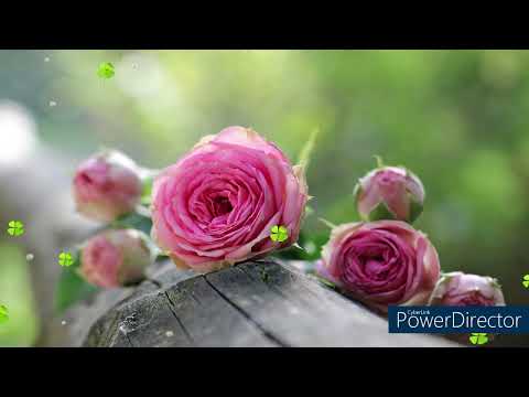 Sretan imendan! 🌈🎀🌈