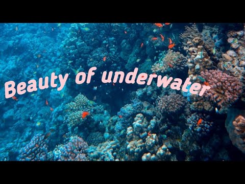 beauty of underwater