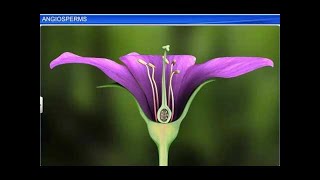 CBSE Class 11 Biology || Angiosperms || By Shiksha House