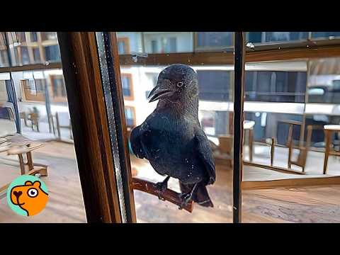 Crow Visits Man’s Window Every Day With Gifts | Cuddle Buddies