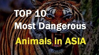 TOP 10 Most Dangerous Animals ASIA 2017 - by Kevin Hunter