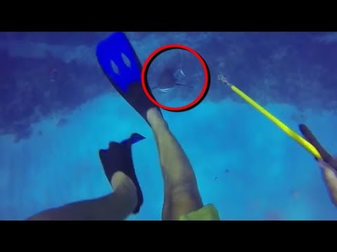 巨大なサメに襲われた人達 Deep blue BeeTube