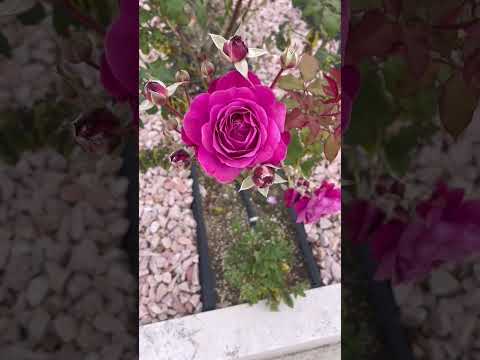 墓地に適した手入れの簡単な植物は何ですか？私たちのトップ5！  庭園