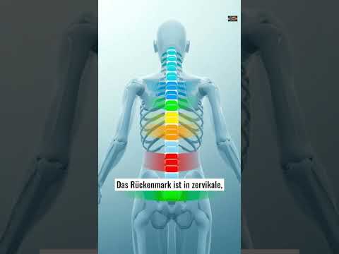 35 DAS RÜCKENMARK, ANATOMIE UND FUNKTION VERSTANDEN #50LAM_ANATOMIE_DE