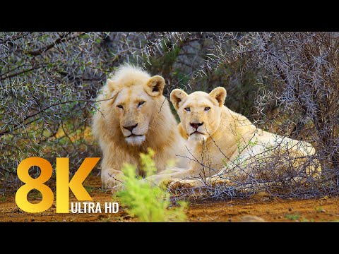 Amazing Wildlife of Sanbona Wildlife Reserve - 8K Relaxation Film & Sounds of Africa