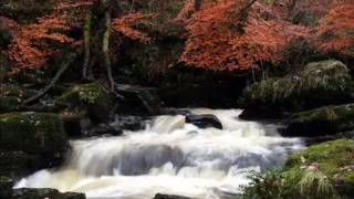 Por que se le olvido.  Bronco, letra. wmv