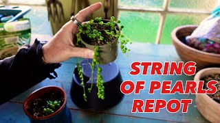 How to Save Your Sting Of Pearls -Senecio Rowleyanus Repot & Care
