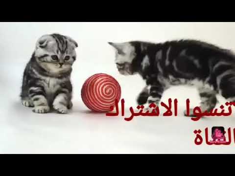 رجل يخلع عباءة فتاة 