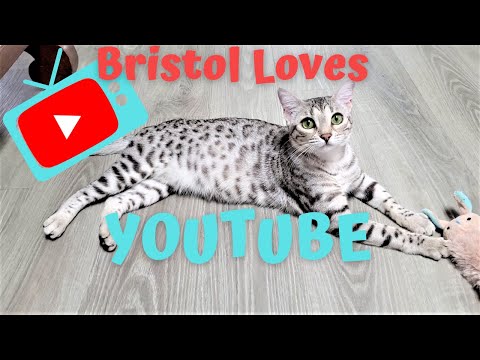 Bristol Loves Watching the Kittens on our YouTube Channel 💖Pregnant Bengal Cat Loves Watching TV! 😅