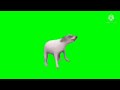 Dog Dancing For 1 Hour