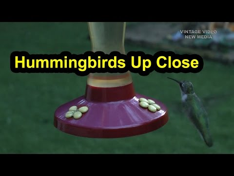 Hummingbirds Dive-bombing The Feeder