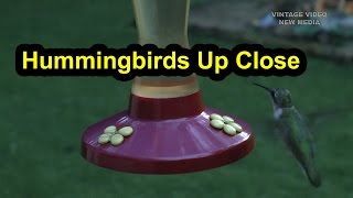 Hummingbirds Dive-bombing The Feeder