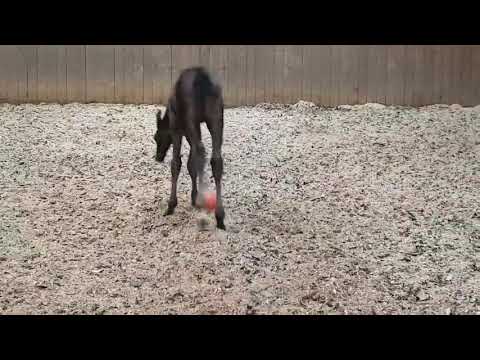 Maracana Hengstfohlen