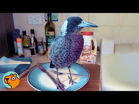 Wild Magpie is The Tiniest Boss of Everyone | Cuddle Buddies