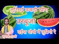 न्यू तरबूजा सॉन्ग लुटिगई ककड़ी खीरा त�