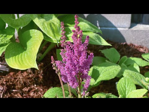 Late Spring Garden Tour