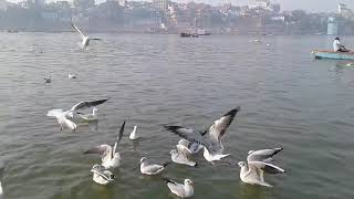 Varanasi Ghat  Apna Banaras Whatsapp status Birds 