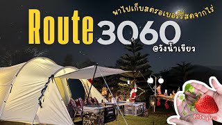 พาไปกางเต้นท์ ที่Route3060 วังน้ำเขียว และ เก็บสตอเบอรี่สดๆจากไร่ EP.8